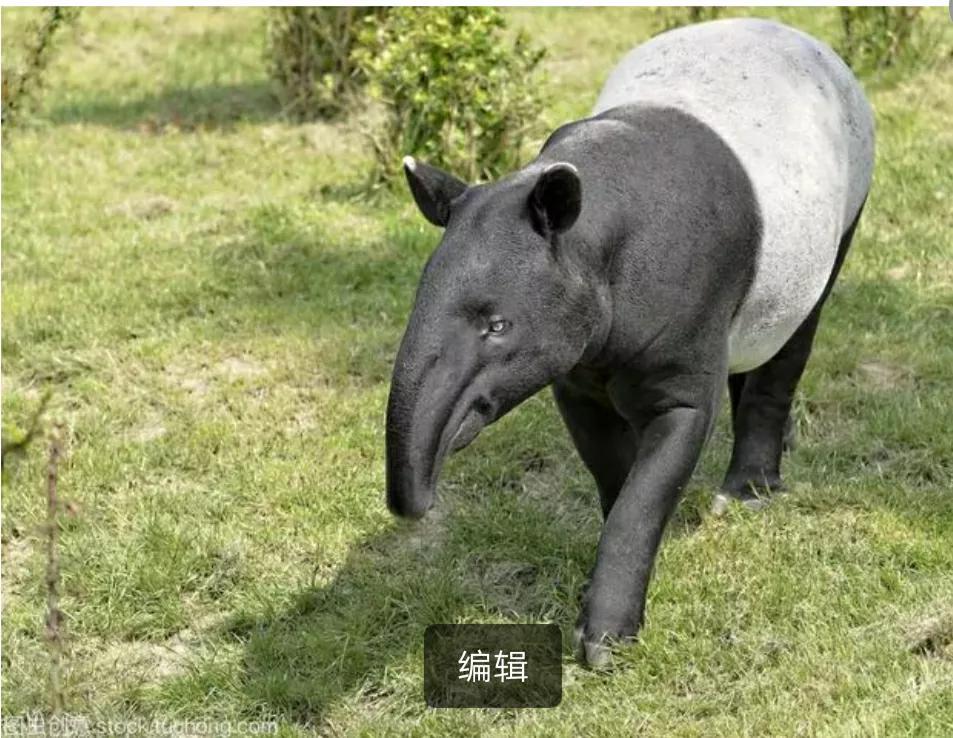 历史上力气最大的五个神人,历史上最强的大力士