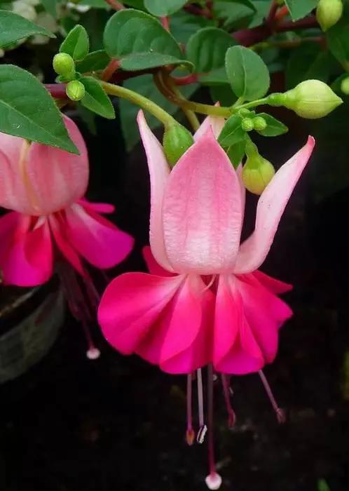 分享惊艳的图片,分享图片唯美翠竹