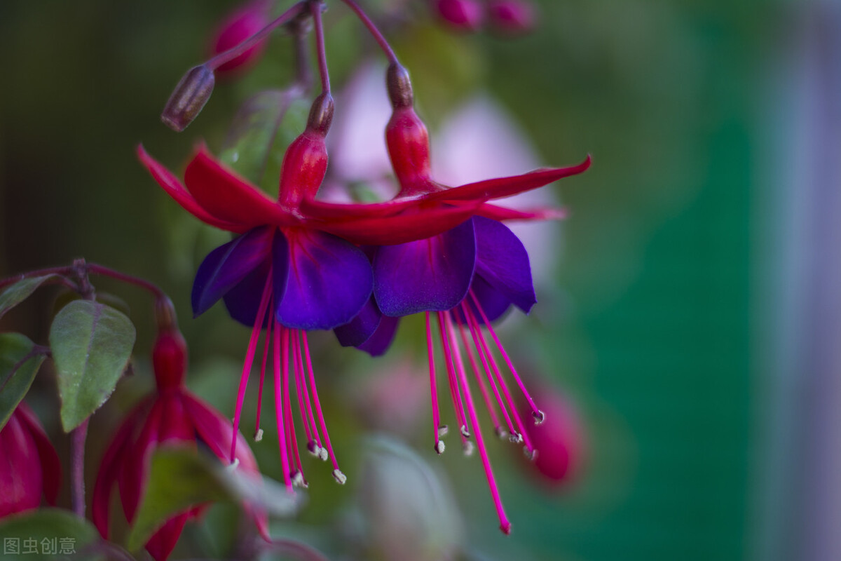 分享惊艳的图片,分享图片唯美翠竹