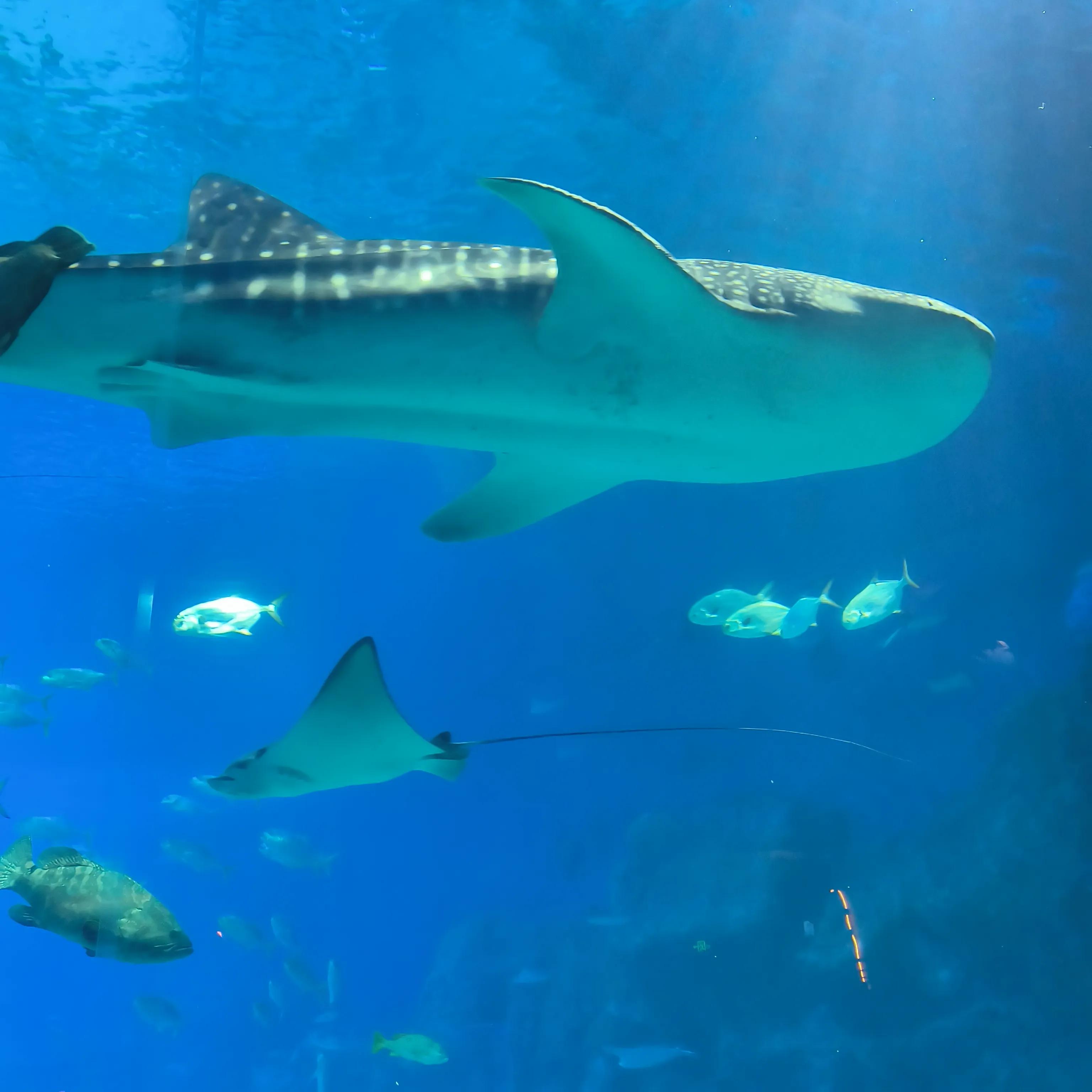 珠海长隆海洋王国自助餐,珠海长隆海洋王国一日游作文