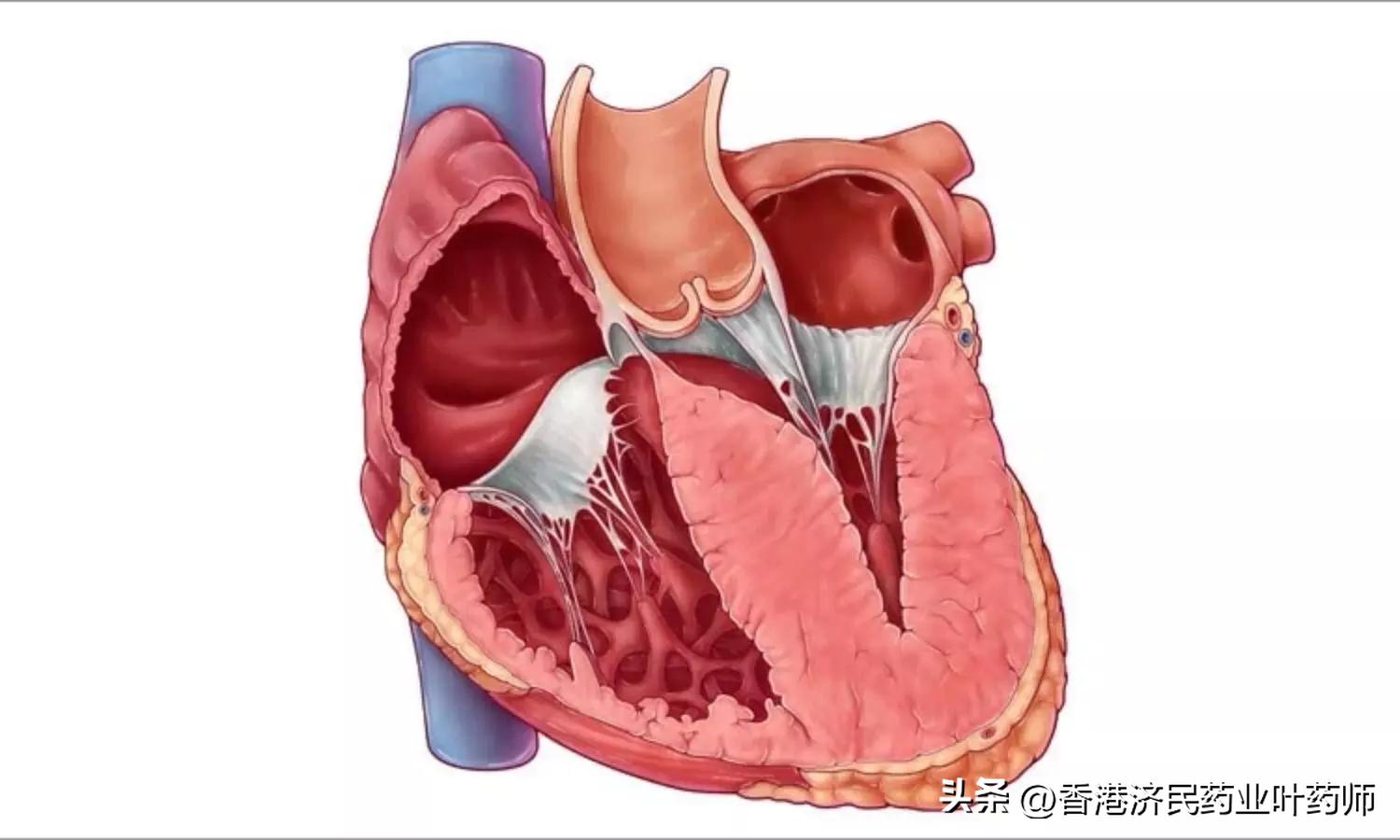 camzyos是什么东西,camzyos好用吗