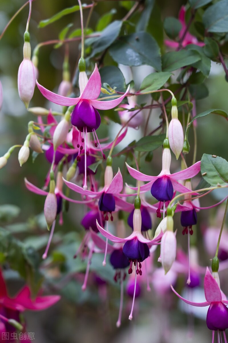 分享惊艳的图片,分享图片唯美翠竹