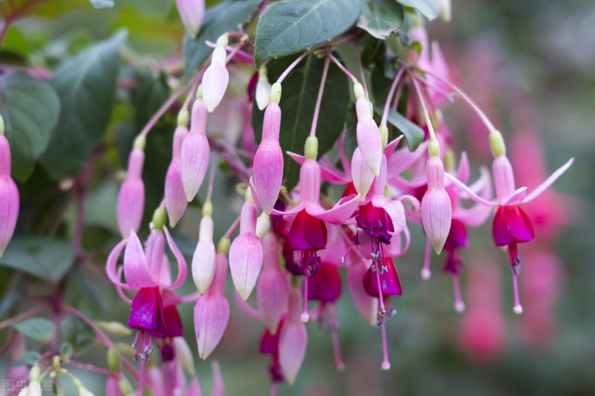 分享惊艳的图片,分享图片唯美翠竹