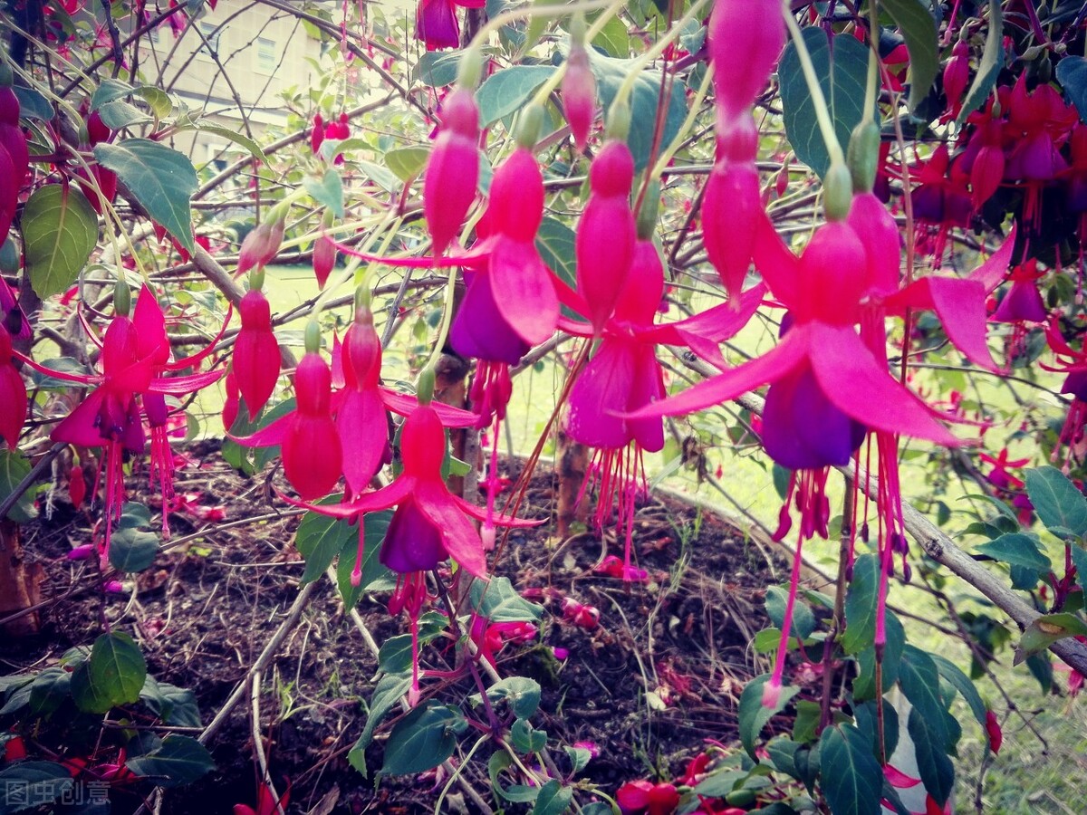 分享惊艳的图片,分享图片唯美翠竹