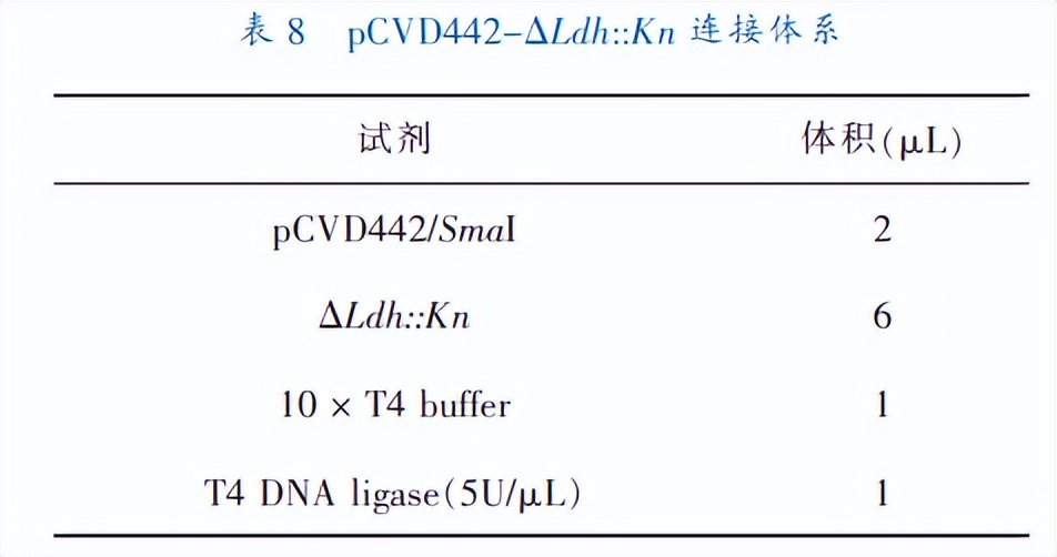 乳酸脱氢酶基因敲除之后，对钝齿棒杆菌菌株构建有什么影响