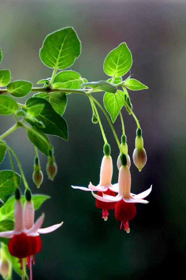 分享惊艳的图片,分享图片唯美翠竹