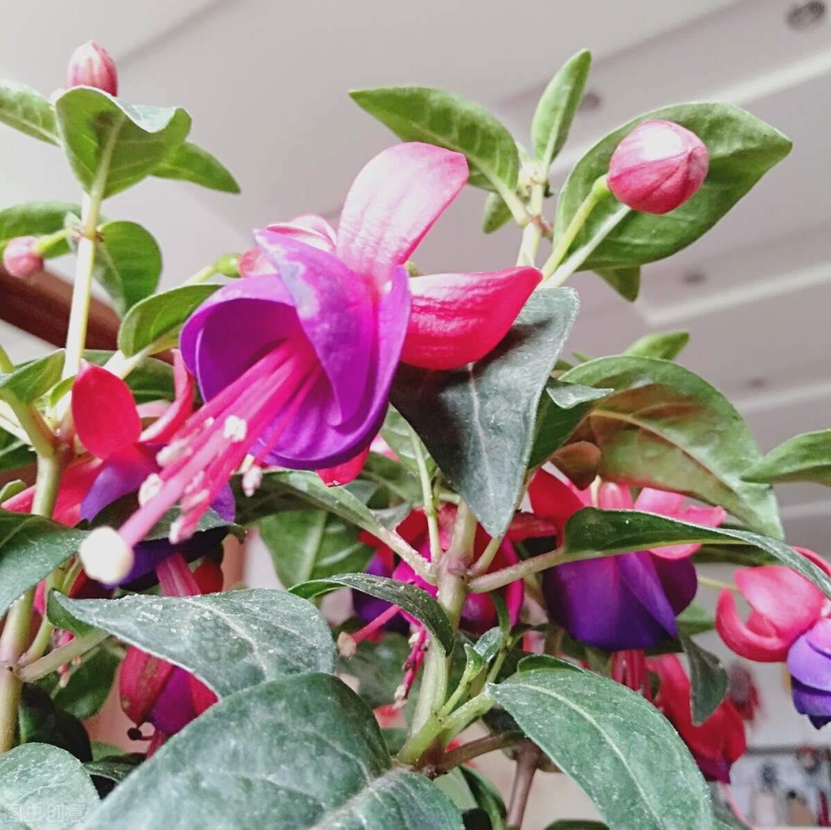 分享惊艳的图片,分享图片唯美翠竹