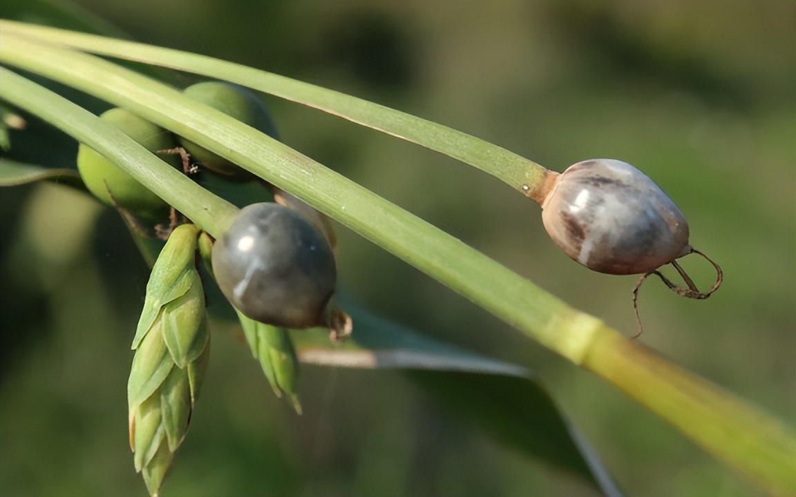 传说中会吸血的珠子,吸血珠有什么作用