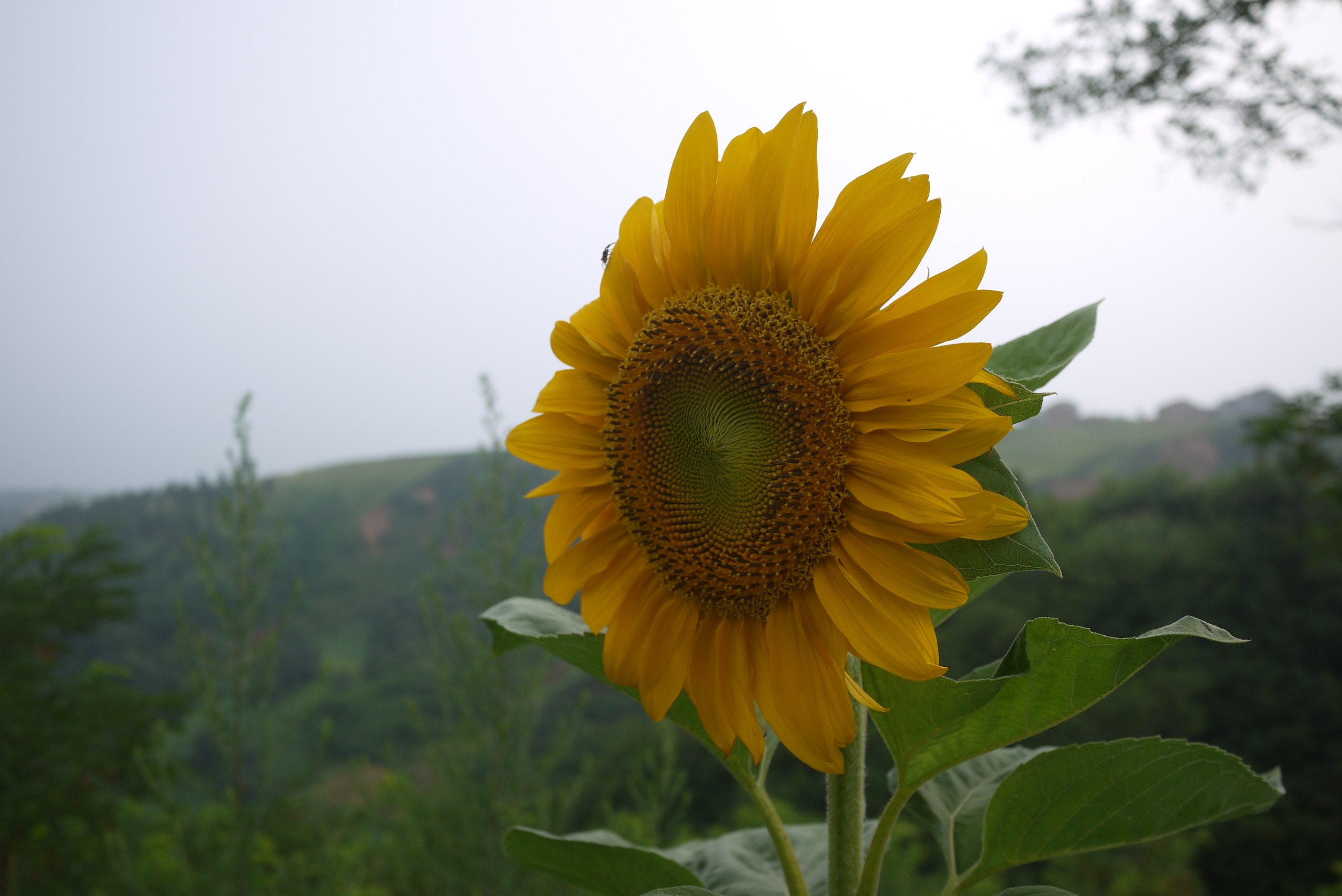 孔明经典语录,孔明经典语录100首