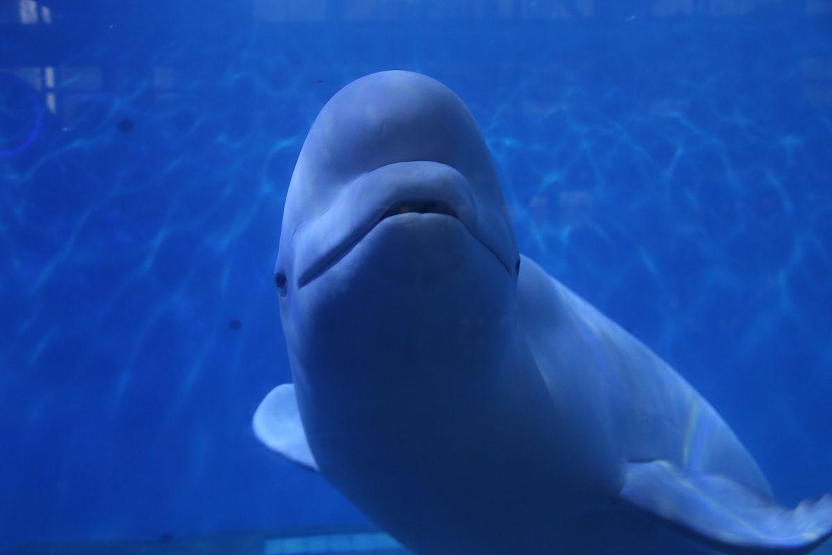 山河远阔不如一碗人间烟火的意思,山河远阔音乐