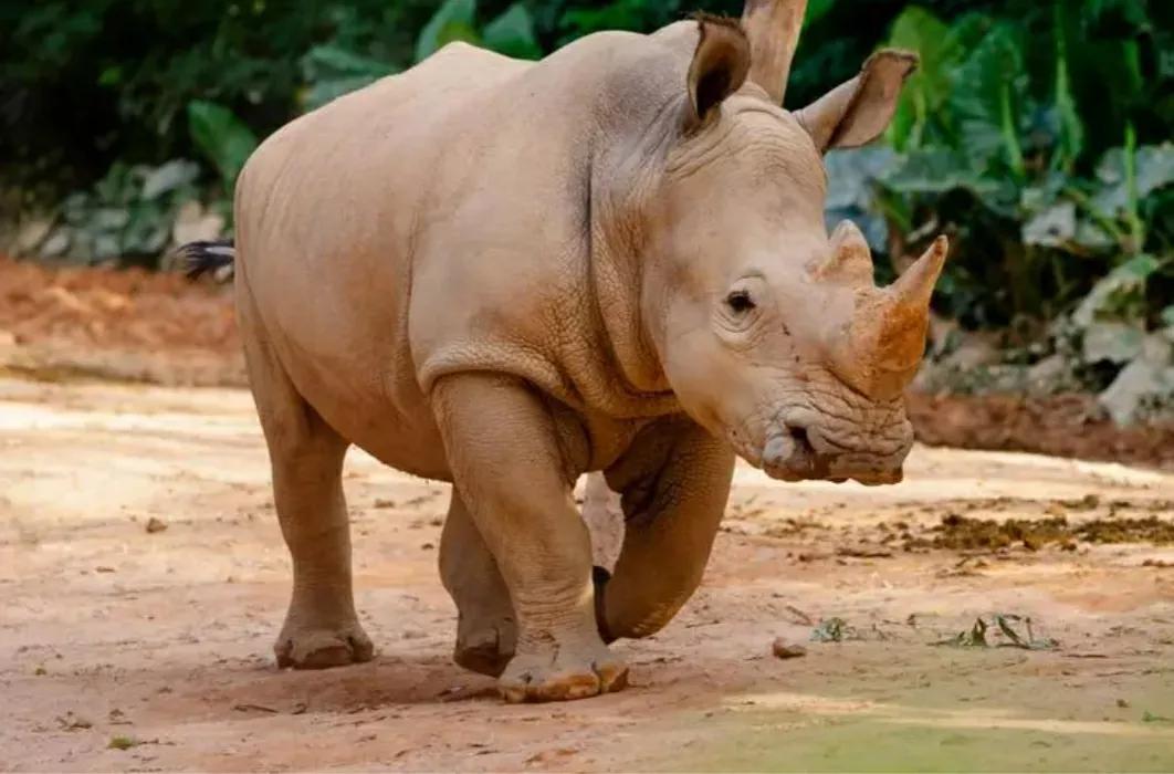 历史上力气最大的五个神人,历史上最强的大力士