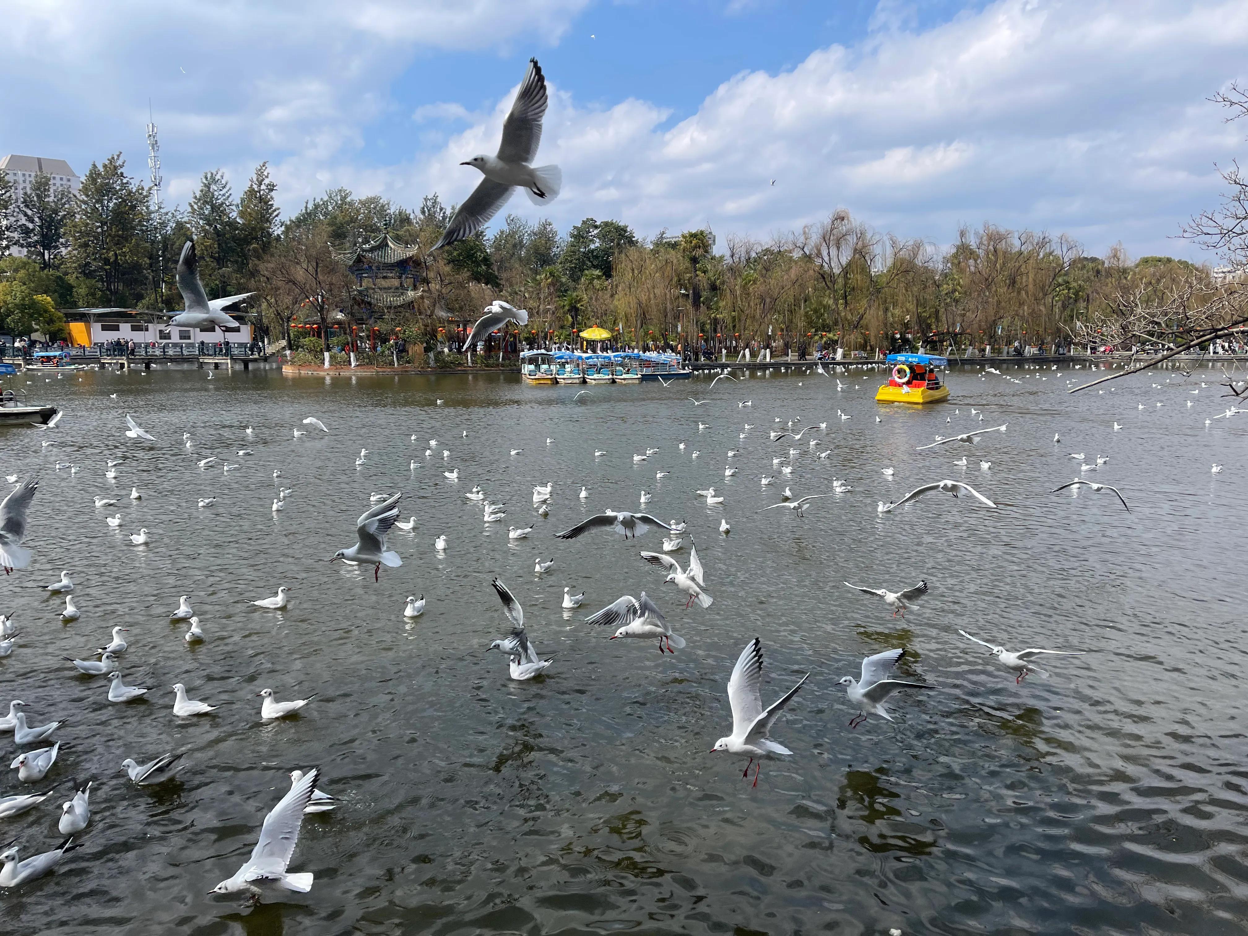 云南省比较适合旅居的城市是哪个,云南昆明气候条件