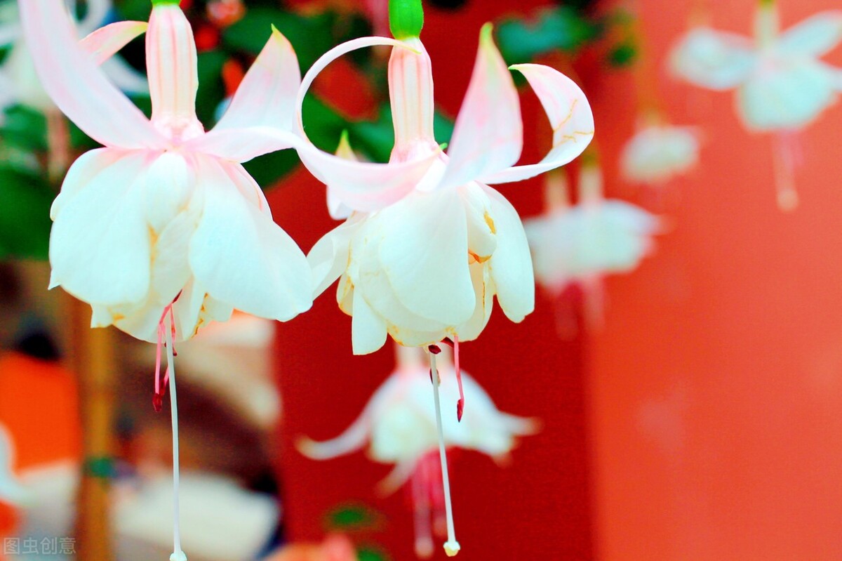 分享惊艳的图片,分享图片唯美翠竹