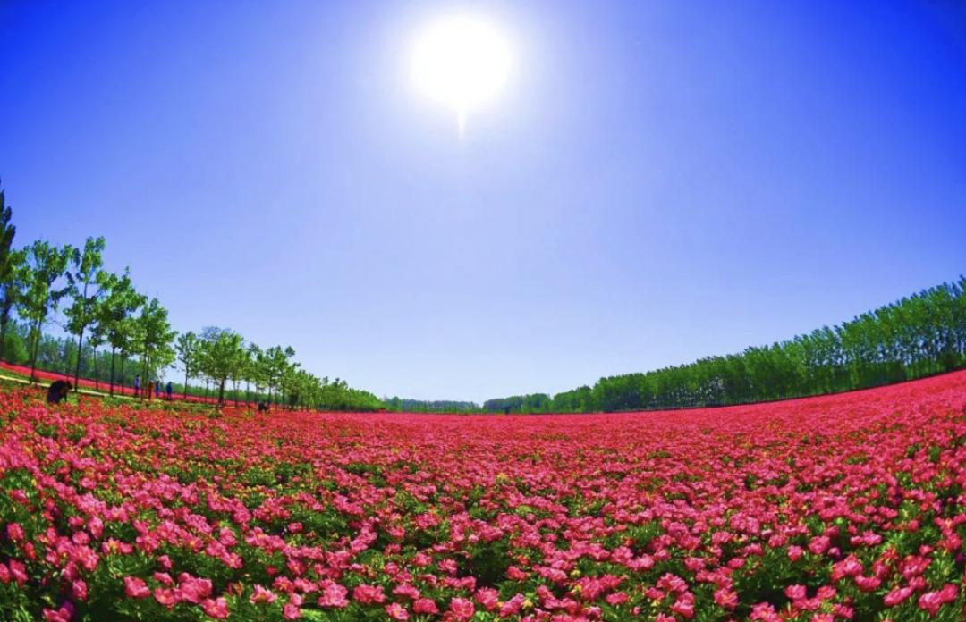 2021年亳州杯全国象棋快棋锦标赛,亳州象棋快棋锦标赛