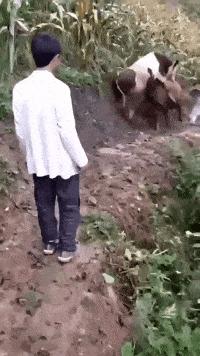 夏天又要来了穿汉服,夏天来了女孩子穿裙子