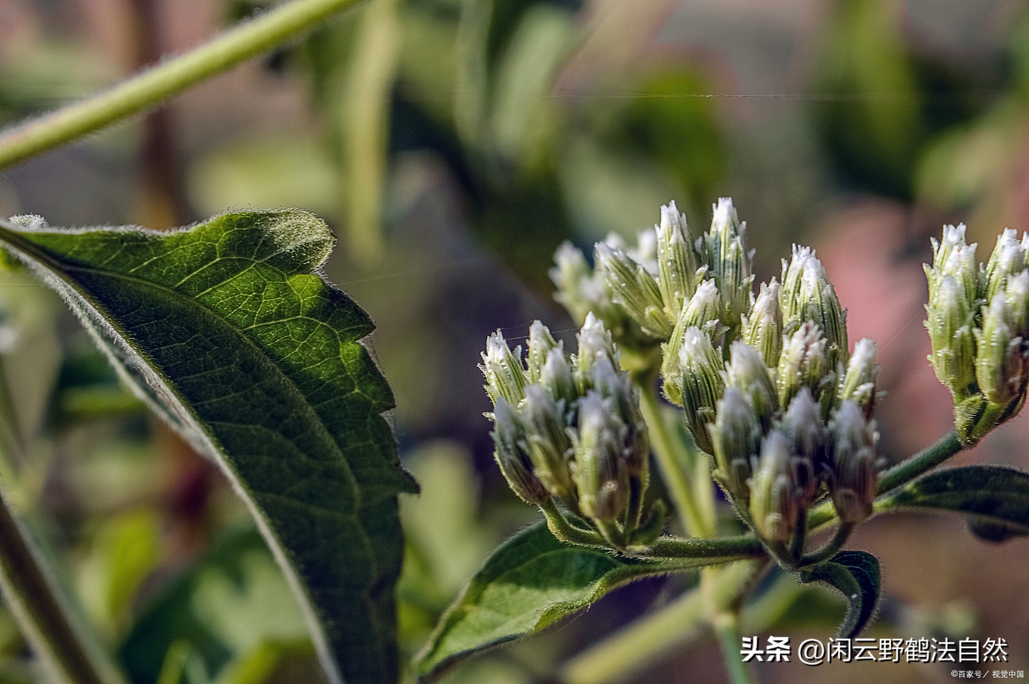 杜仲雄花植物发酵饮品,杜仲雄花下脚料