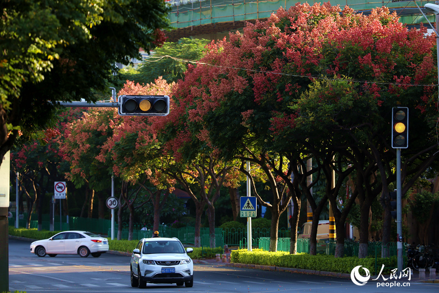 厦门街头的果实,厦门粉色栾树